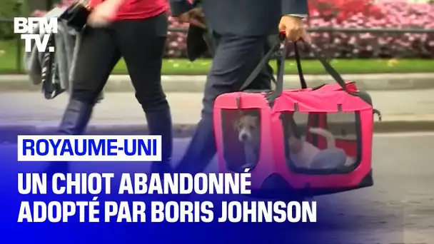 Un chiot abandonné adopté par Boris Johnson arrive au 10 Downing Street