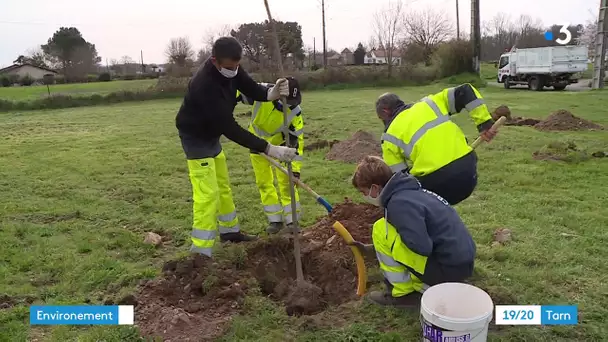 Tarn : 71 arbres plantés à Lavaur pour chaque bébé né en 2020