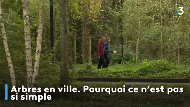 Arbres en ville. Pourquoi ce n'est pas si simple