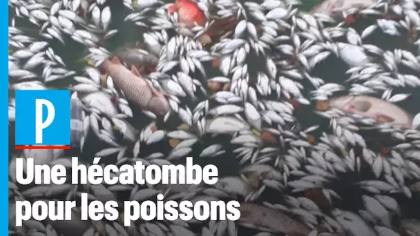 Poissons décimés: «Les algues absorbent tout l'oxygène et asphyxient le milieu aquatique»