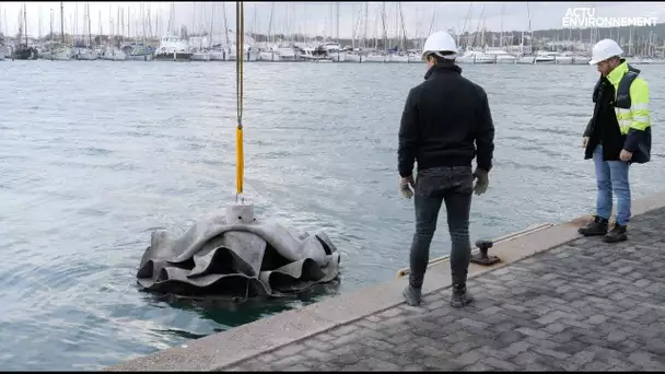 Cap d’Agde : la reconquête de la biodiversité marine continue