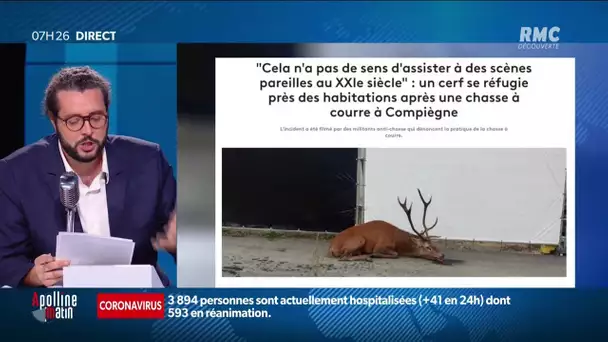 Un cerf refugié dans le centre-ville de Compiègne lors d'une chasse à courre choque les internautes