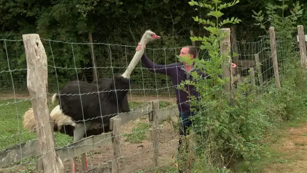 Élevage d'autruches à Courlay dans les Deux-Sèvres