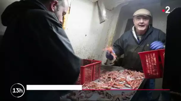 Écosse : la colère des pêcheurs de fruits de mer