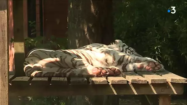 Au zoo de Maubeuge, les animaux souffrent de la chaleur