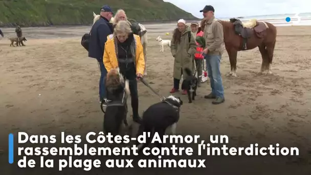 Dans les Côtes-d'Armor, un rassemblement contre l'interdiction de la plage aux animaux