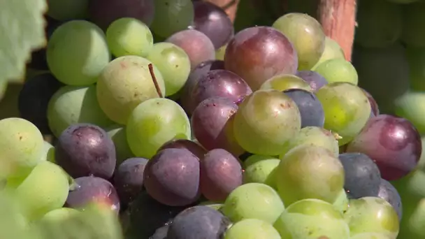 Champagne axonais : des vendanges précoces en 2022