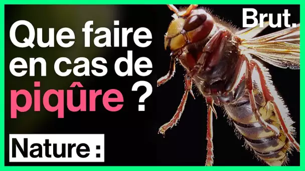 Guêpes, abeilles, frelons, bourdons : que faire en cas de piqûre ?