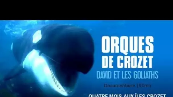 Orques de Crozet, ces gigantesques éléphants de mer