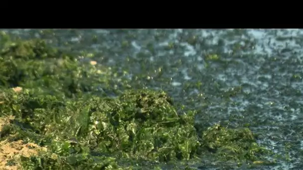 Châteauneuf-les-Martigues : la plage du Jaï envahie par des algues toxiques
