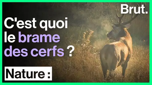 Une nuit en forêt pour observer le brame des cerfs