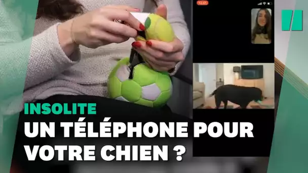 Grâce à "DogPhone" votre chien pourrait bientôt vous appeler en visio