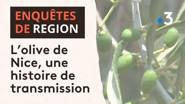 Touche pas à mon terroir : l'olive de Nice, une histoire de transmission