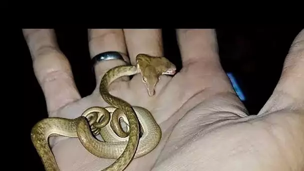 Indonésie : un serpent à deux têtes découvert à Bali