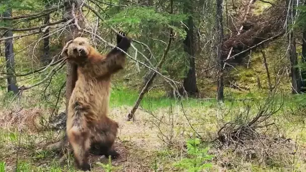 L&#039;ours dansant des Montagnes Rocheuses - ZAPPING SAUVAGE