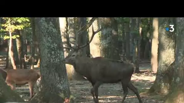 Pourquoi le cerf brame-t-il ?