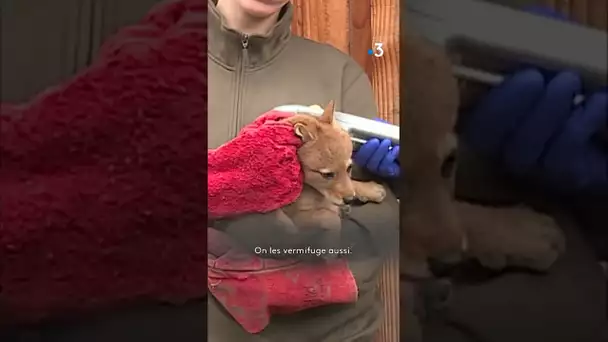 Les bébés coyotes du parc animalier de Sainte-Croix  #animaux #parcanimalier #coyote