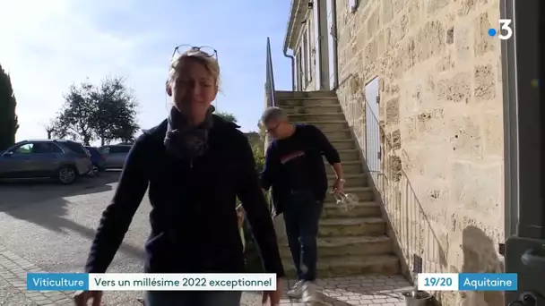 Bordeaux : un millésime 2022 qui pourrait être grandiose