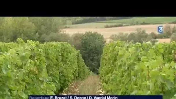 Vendanges 2015 précoces
