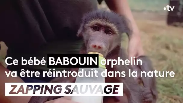 Ce bébé babouin orphelin va être réintroduit dans la nature - ZAPPING SAUVAGE