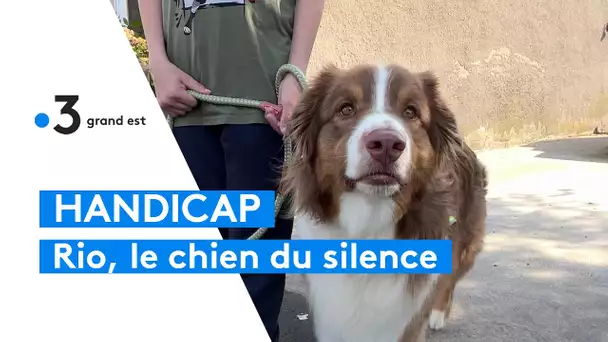 Moselle : le chien Rio a changé la vie d'Axel, malentendant