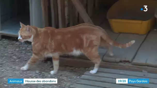 Covid : sitôt adoptés, sitôt abandonnés, dans le Gard les animaux victimes de la crise sanitaire