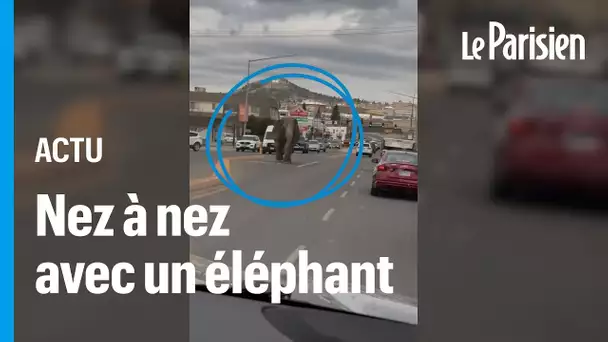 États-Unis : un éléphant s'échappe de son cirque et sème la zizanie sur la route