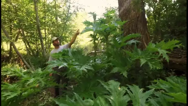 Extrait du documentaire "Les envahisseurs" : l'exemple de la berce du Caucase