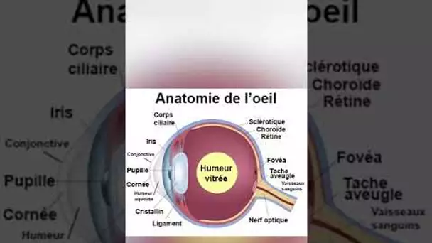 Des trucs qui flottent dans nos yeux ? #shorts