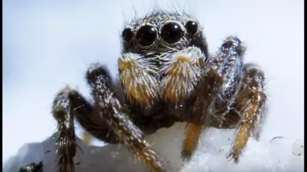 Cette araignée vit à 6000m d&#039;altitude ! - ZAPPING SAUVAGE