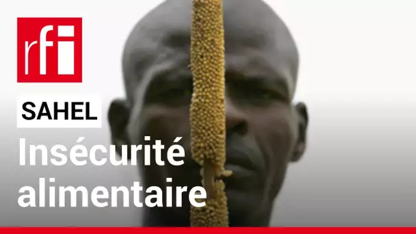Patrick Youssef : « Ma crainte est une insécurité alimentaire assez grave pour la région du Sahel »