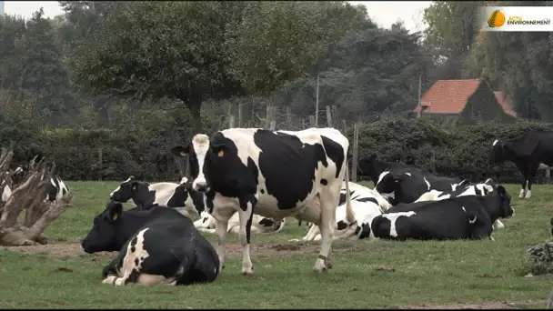 Élevage laitier : l’objectif des fermes 'bas carbone'