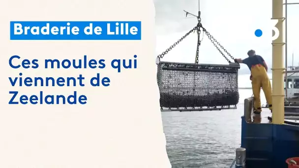 Braderie de Lille : d'où viennent les moules ?
