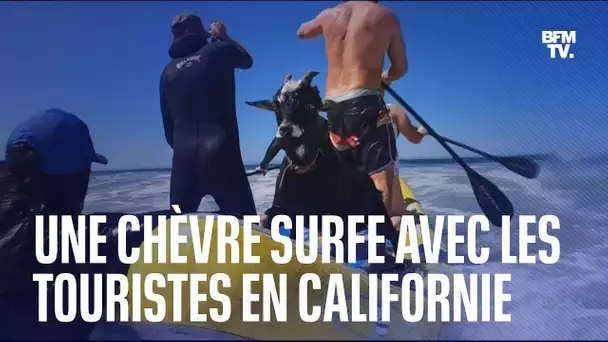 Cette chèvre surfe avec les touristes en Californie