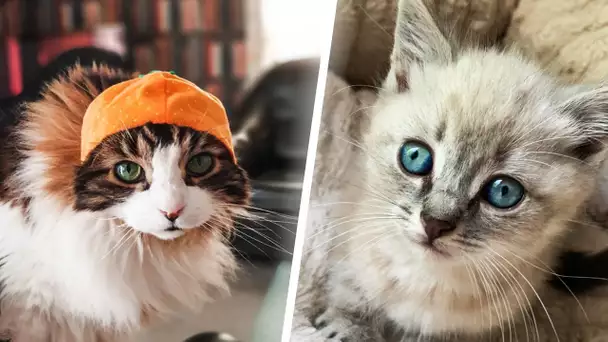 COMPILATION DE CHATS TROP MIGNONS !