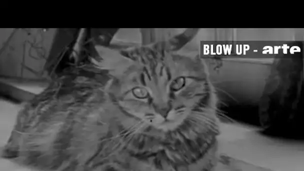 Vous connaissez 'The Private Life of a Cat' ? - Blow Up - ARTE