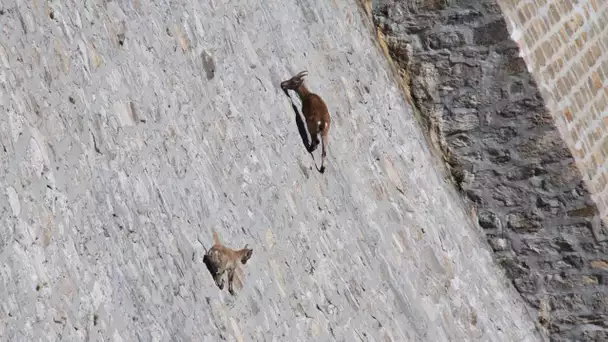 Un bouquetin se balade sur un barrage vertical - ZAPPING SAUVAGE