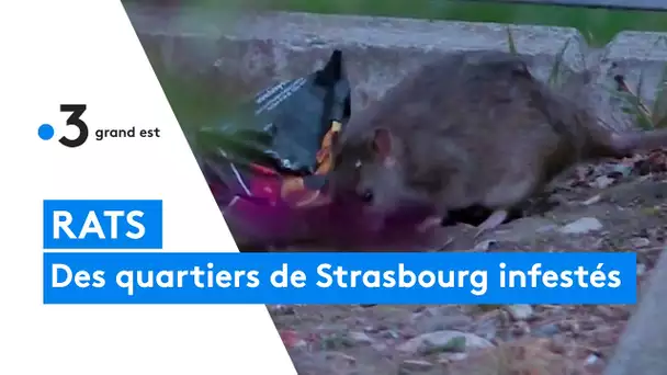 Rats :  l'Eurométropole de Strasbourg infestée.