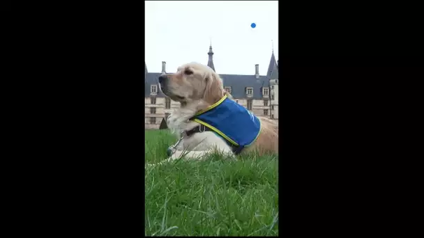 Ouchi, le golden retriever qui soutient les enfants victimes de viol