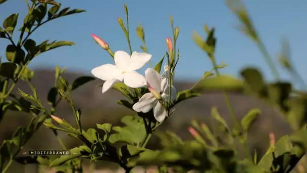 MEDITERRANEO – En France, les senteurs du jasmin dans le pays grassois sur la Côte d’Azur