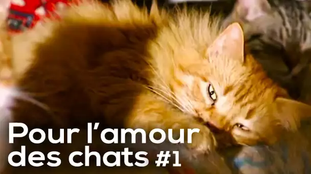 Pour l'amour des Chats - Épisode 1