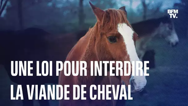 Une proposition de loi soutenue par 28 artistes pour interdire la viande de cheval