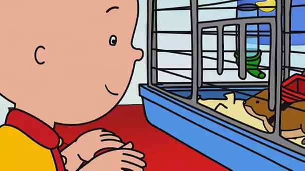 Caillou et le Hamster  | Caillou en Français