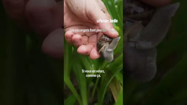 C'est le meilleur moment pour le faire ! Apprenez à tailler vos agapanthes comme un pro
