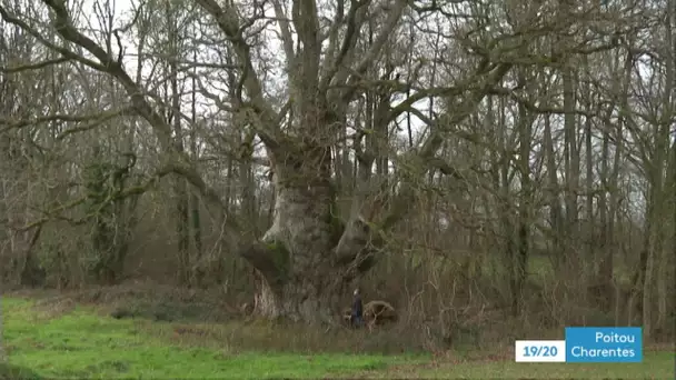 Trois nouveaux arbres remarquables dans les Deux-Sèvres