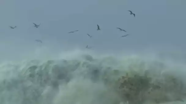Les goélands pêchent dans les vagues géantes