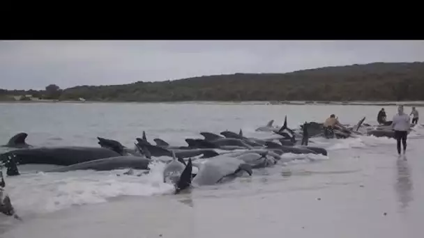 Australie : 51 cétacés retrouvés morts, 46 autres baleines sous surveillance