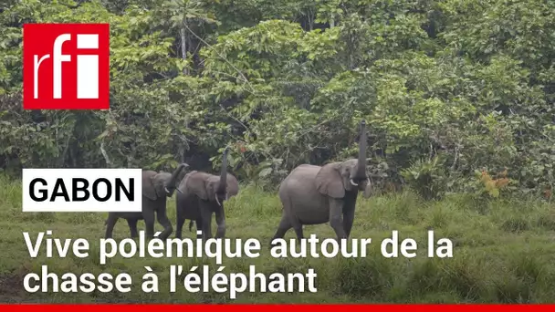 Gabon : vive polémique autour de la chasse à l'éléphant • RFI