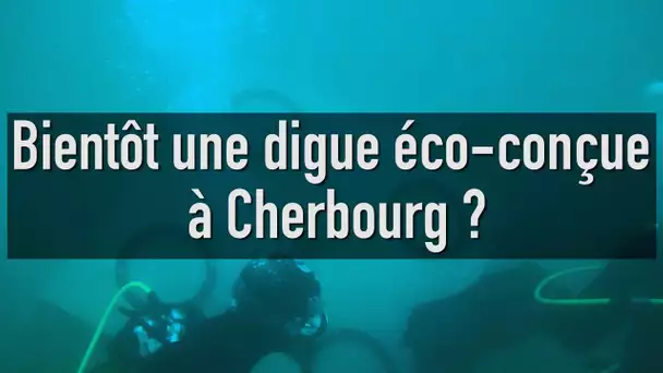 Biodiversité Marine : Bientôt une digue éco conçue à Cherbourg ?