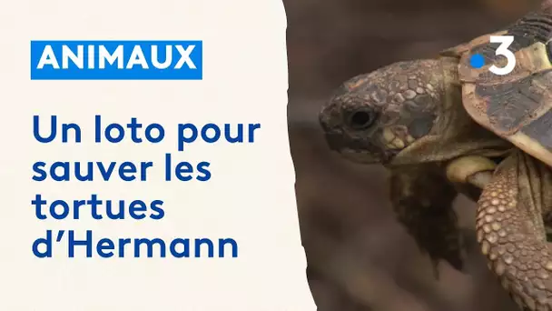 La protection des tortues d'Hermann financée par le loto de la diversité